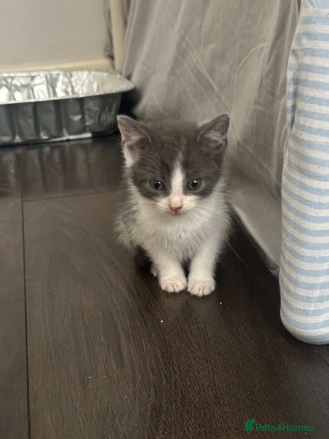 Mixed Breed cats for sale: Mixed breed kittens  - Image 3