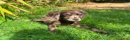 Cocker Spaniel dogs for sale: Cocker spaniel puppies  in ELY - Advert 8