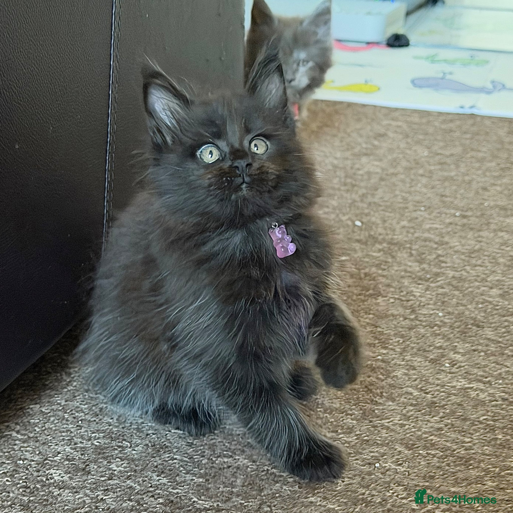 Maine Coon cats Last Girl - Gentle, Playful, Affectionate  - Advert 1