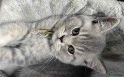 British Shorthair cats for sale: Gorgeous blue  British shorthairs  - Image 7