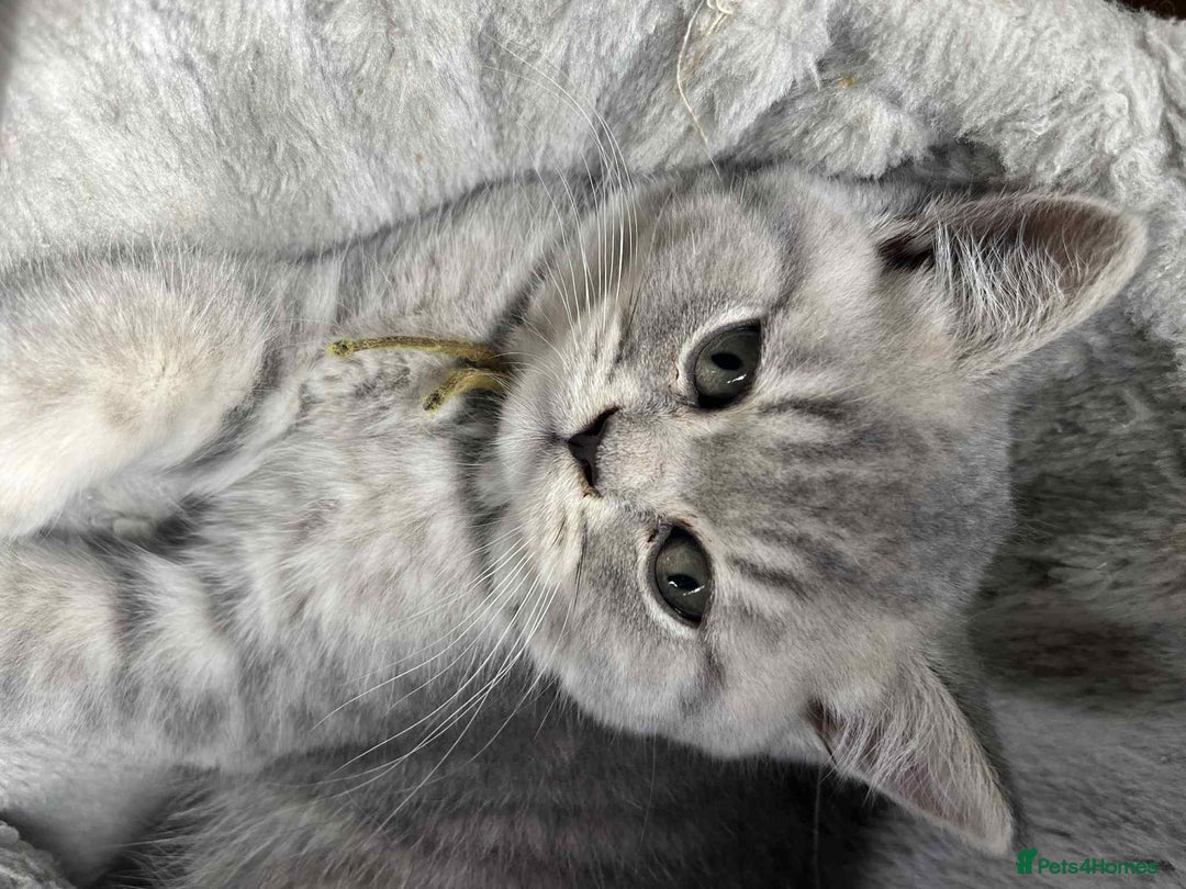 British Shorthair cats for sale: Gorgeous blue  British shorthairs  - Image 7