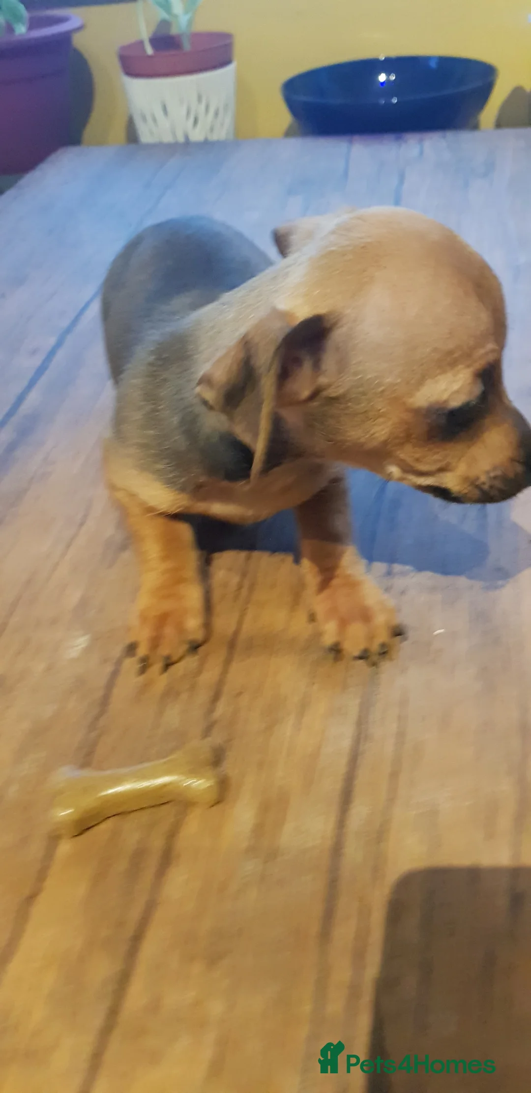 Chiweenie dogs for sale: Chiweenie pups for sale in Rowley Regis - Advert 5