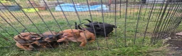 Dachshund dogs for sale: 4 MINIATURE DASCHOUNDS LEFT  - Advert 3