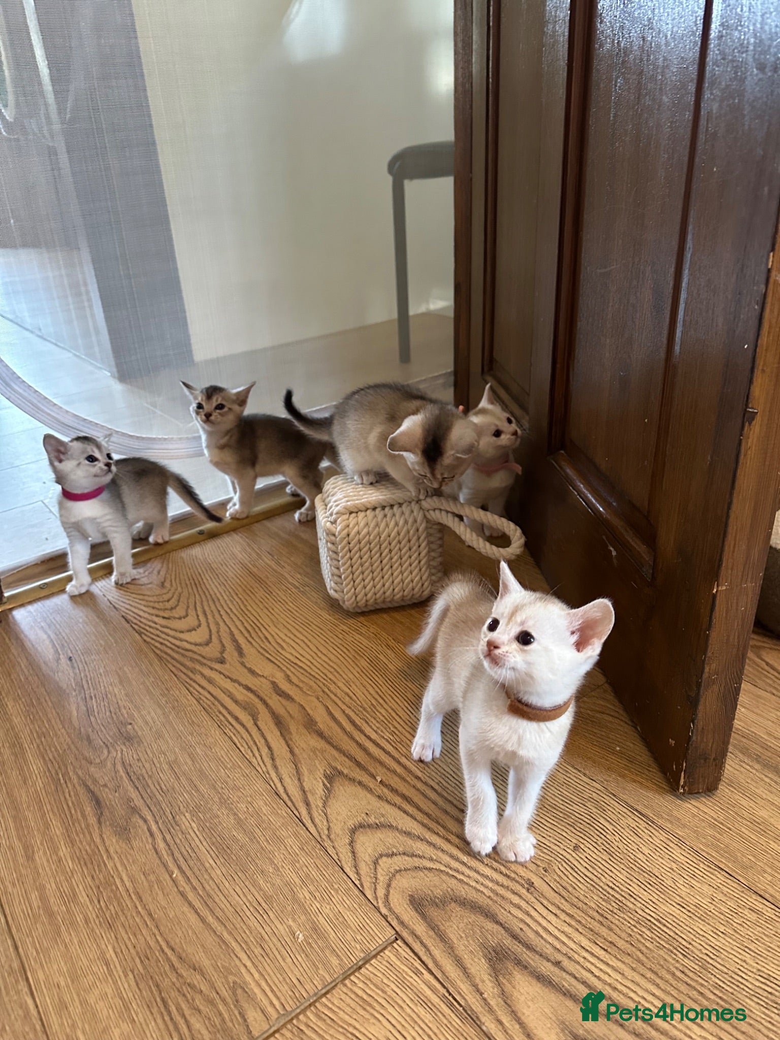 Abyssinian cats Silver Abyssinian kittens  - Advert 5