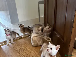 Abyssinian cats Silver Abyssinian kittens - Advert 6