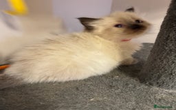 Ragdoll cats for sale: Our little snow babies ragdoll kittens  - Image 4