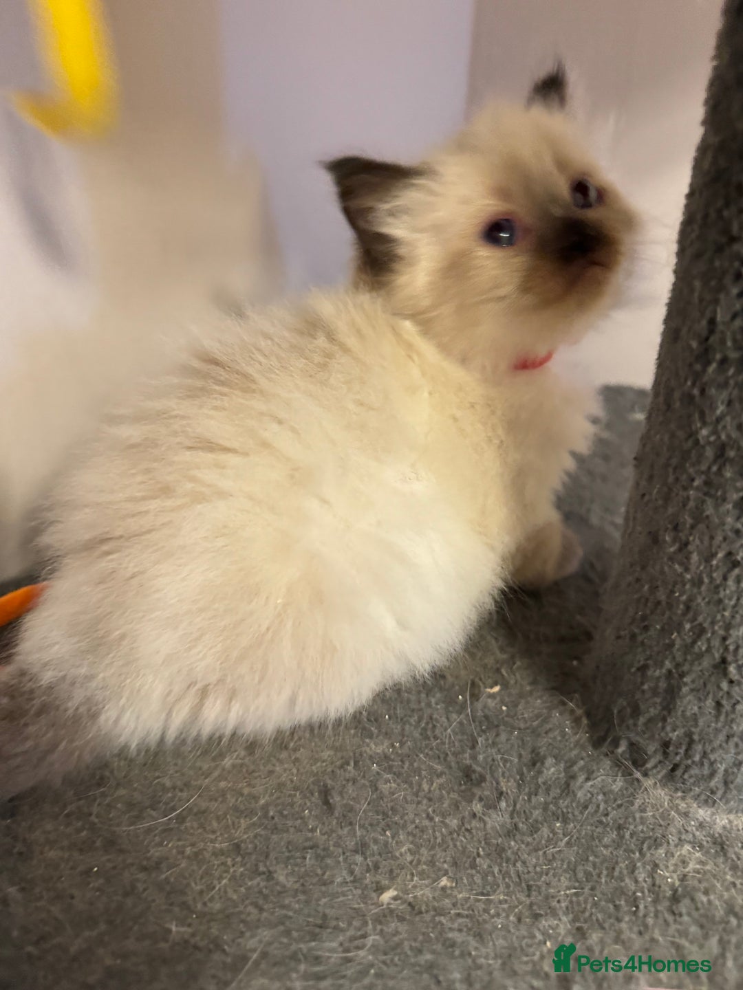 Ragdoll cats for sale: Our little snow babies ragdoll kittens  - Image 4