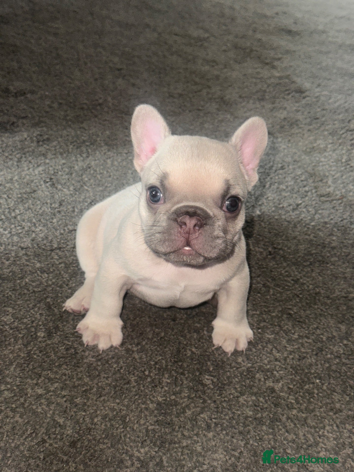 French Bulldog dogs Beautiful Frenchie boy only one @look@ - Advert 4