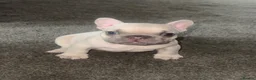 French Bulldog dogs for sale: Beautiful Frenchie boy only one @look@ - Advert 1