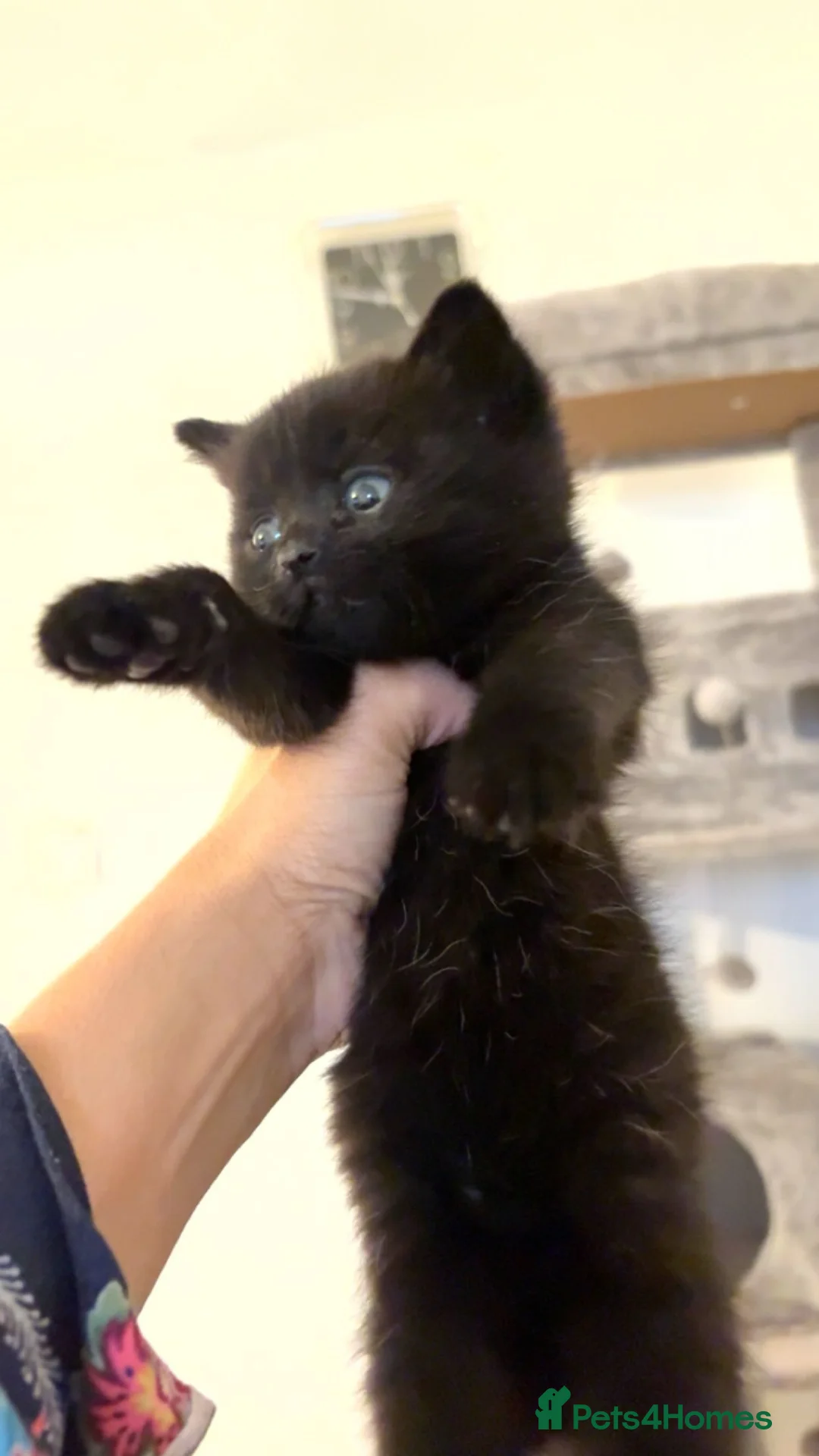 Scottish Fold cats for sale: Scottish fold 2 boys left. 💙 - Advert 6