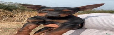 Chinese Red Dog 2