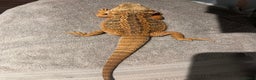 Bearded Dragon reptiles for sale: Blue Bar Breaded Dragon with Vivarium - Advert 9