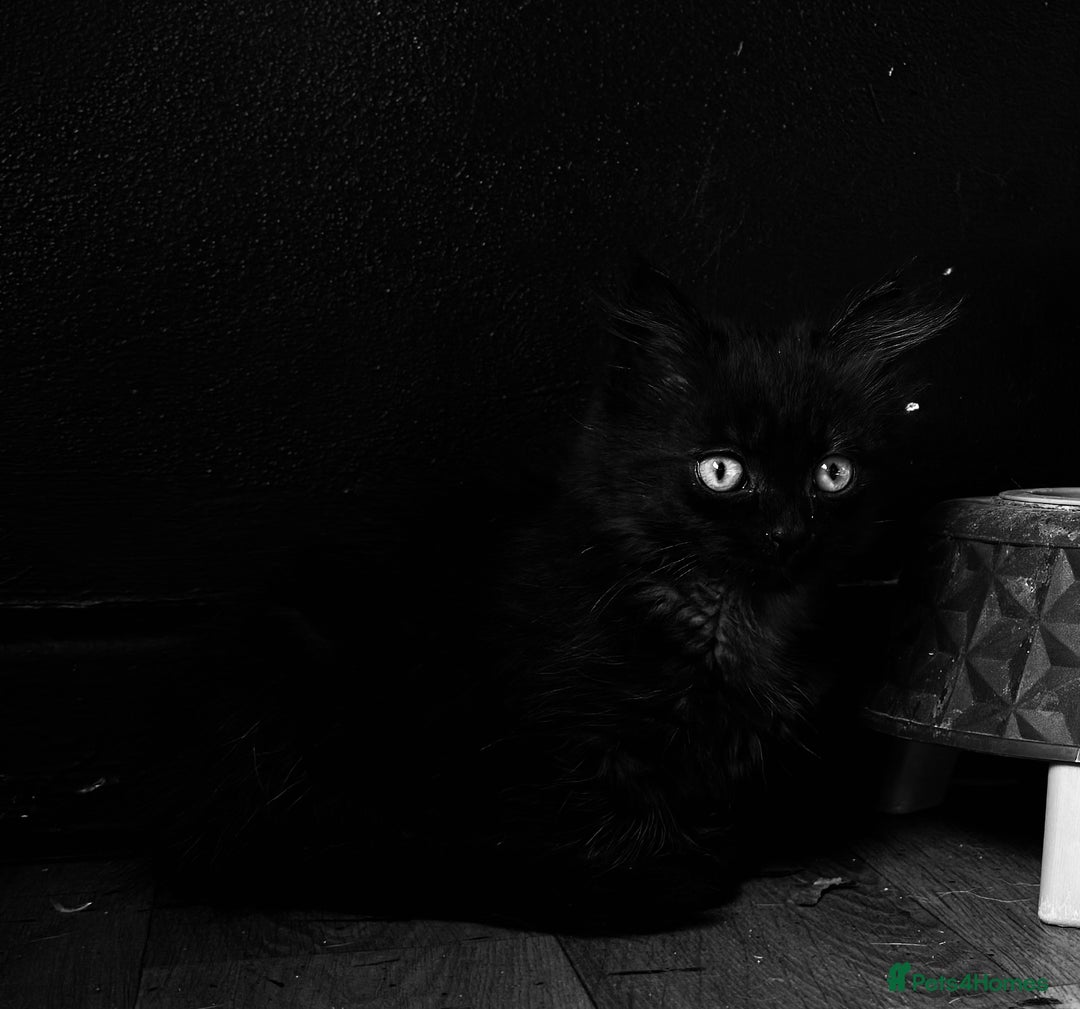 British Longhair cats for sale: Super fluffy kittens READY NOW!!  - Image 7