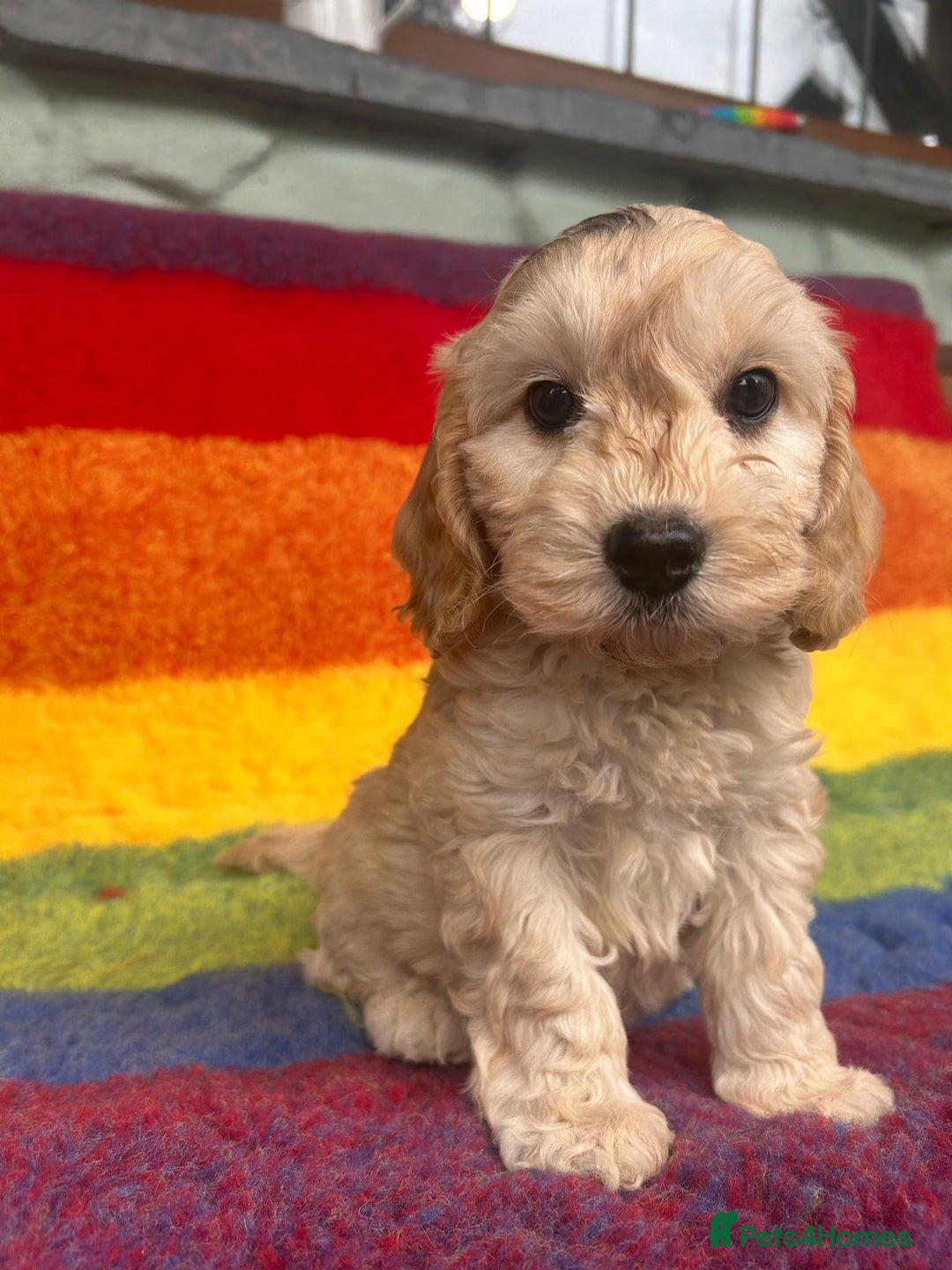 Cockapoo dogs for sale: Cockapoo puppies beautiful colours  - Image 7