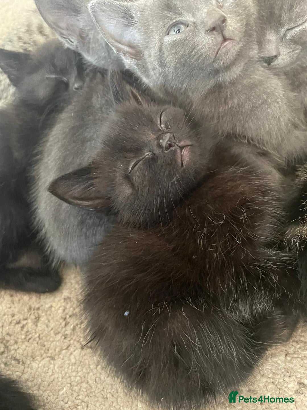 Domestic Shorthair cats for sale: Grey/tabby/black kittens - Image 4