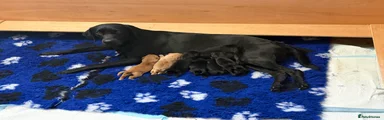 Labrador Retriever 1