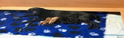 Labrador Retriever dogs for sale: Working Labrador puppies  in Newport - Advert 8