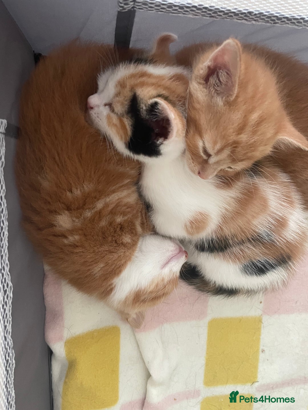 Mixed Breed cats for sale: Playful Kitten Looking for a Loving Home - Image 3