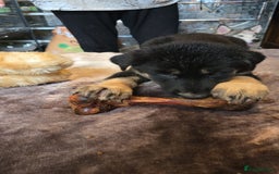 Shepsky dogs for sale: Husky cross German shepherd  - Image 4