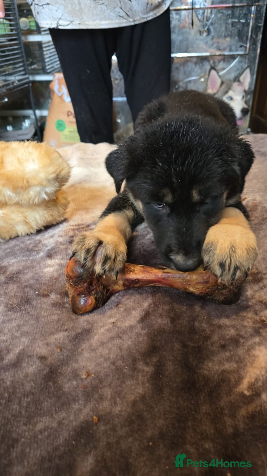 Shepsky dogs for sale: Husky cross German shepherd  - Image 4