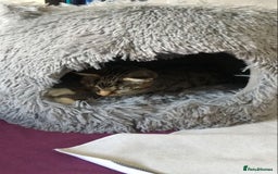 Mixed Breed cats for sale: Male cat for rehoming  - Image 3