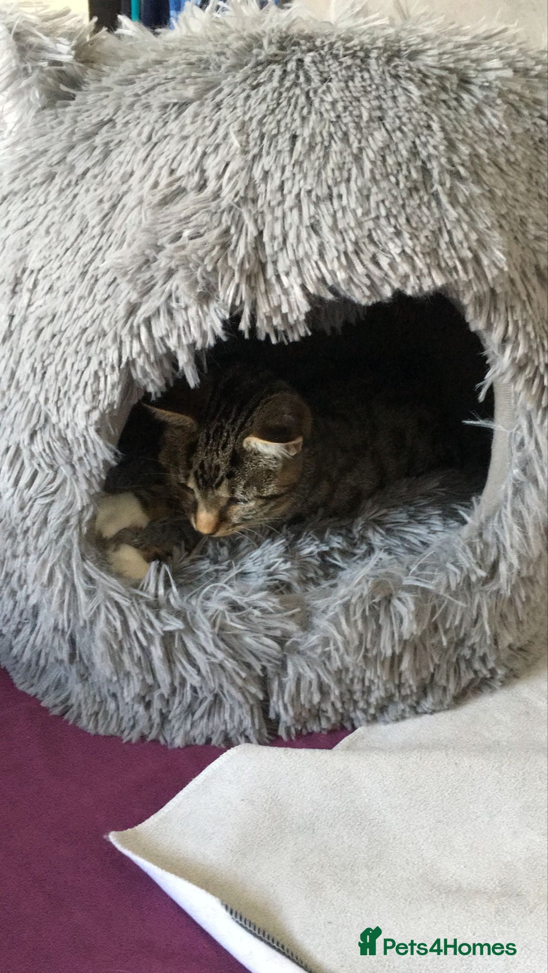 Mixed Breed cats for sale: Male cat for rehoming  - Image 3