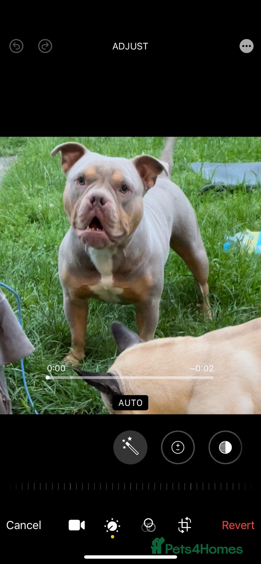 Mixed Breed dogs Pocket frenchie pups - Advert 4