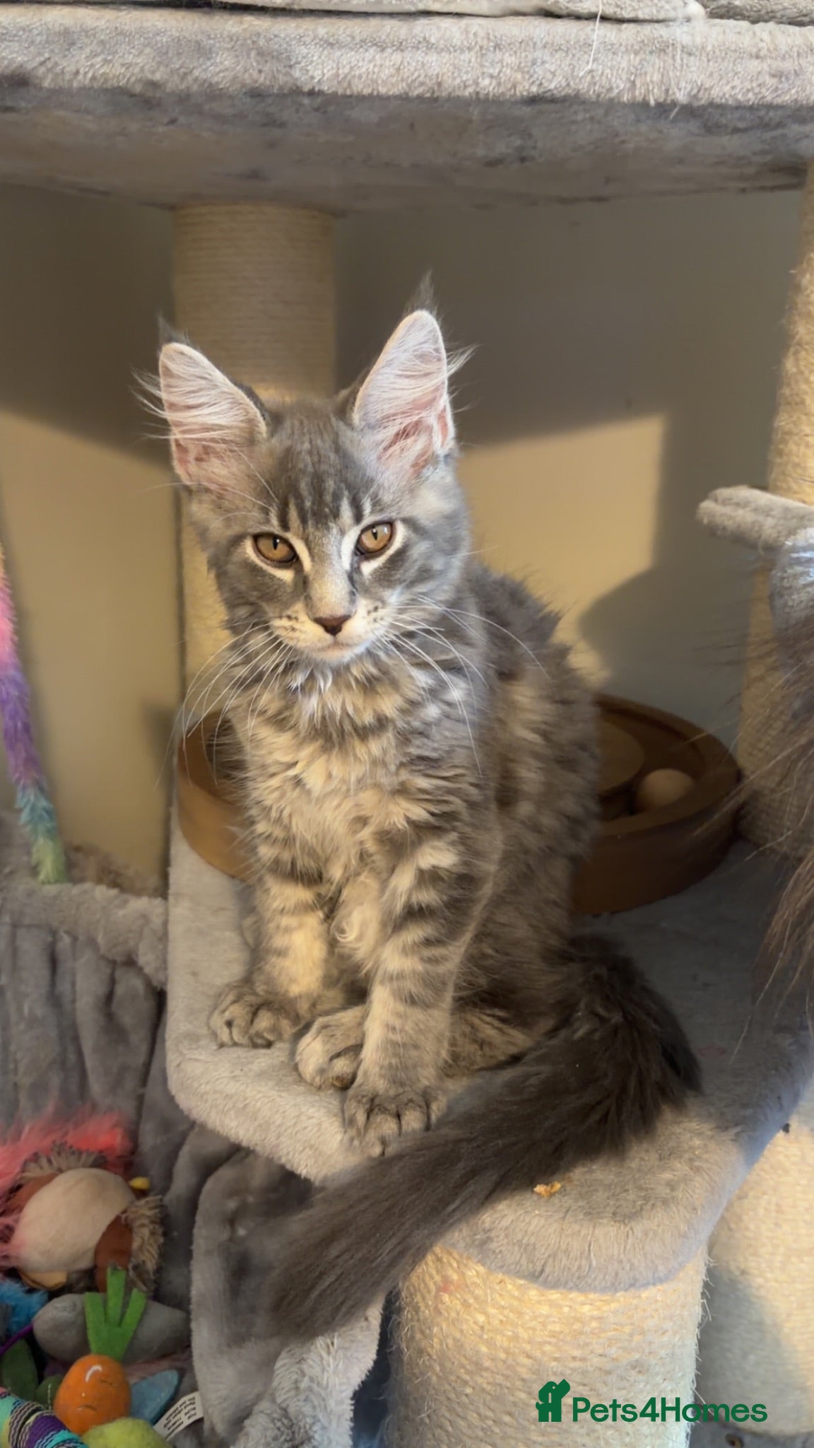 Maine Coon cats One blue silver mainecoon girl left  - Advert 2