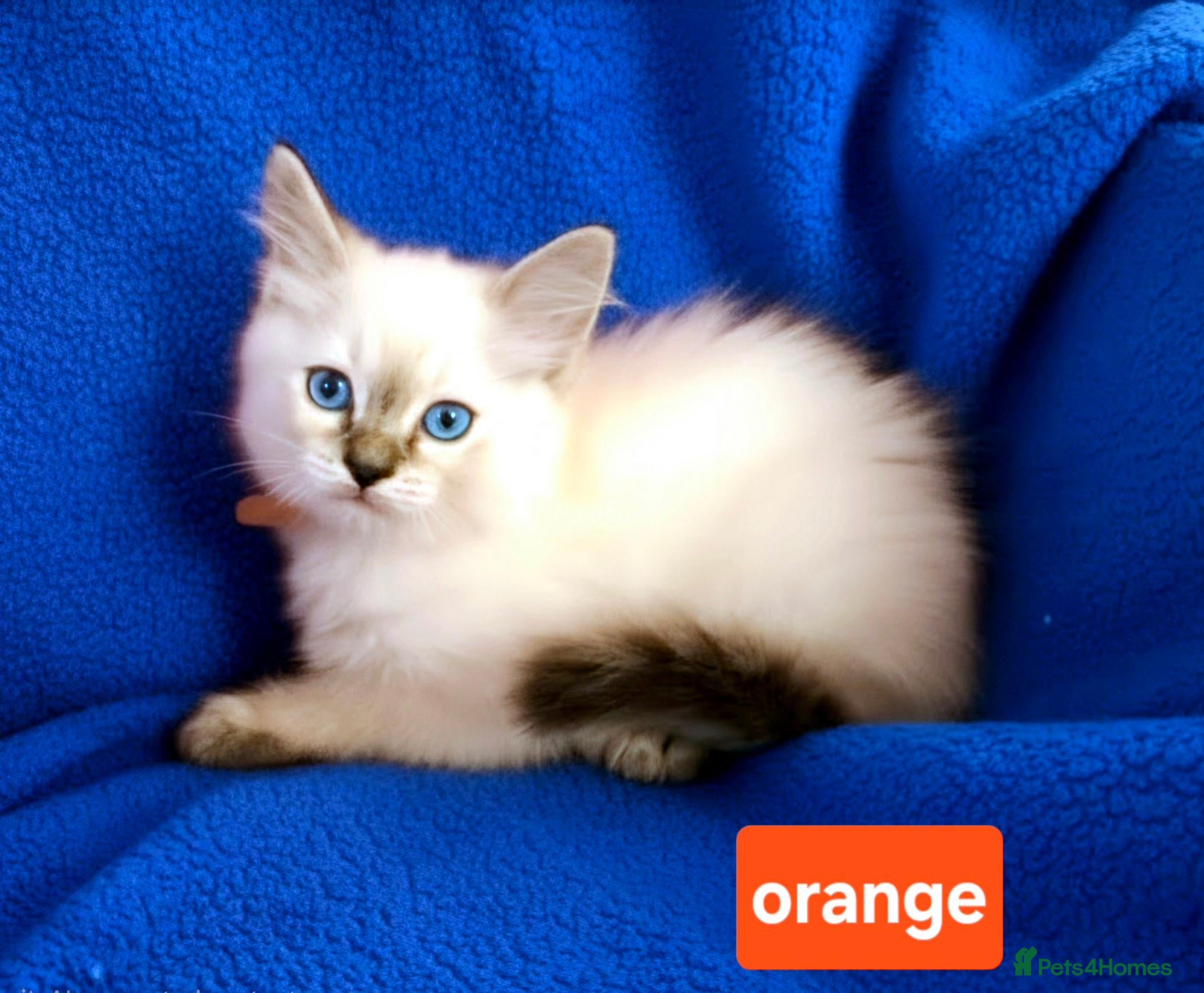 Ragdoll cats ADORABLE GCCF REG CHAMPION LINE RAGDOLL KITTENS - Advert 9