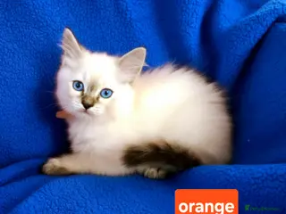 Ragdoll cats ADORABLE GCCF REG CHAMPION LINE RAGDOLL KITTENS - Advert 9