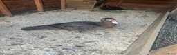 Ducks poultry for sale: Muscovy Breeding Trio - Unrelated  - Advert 2