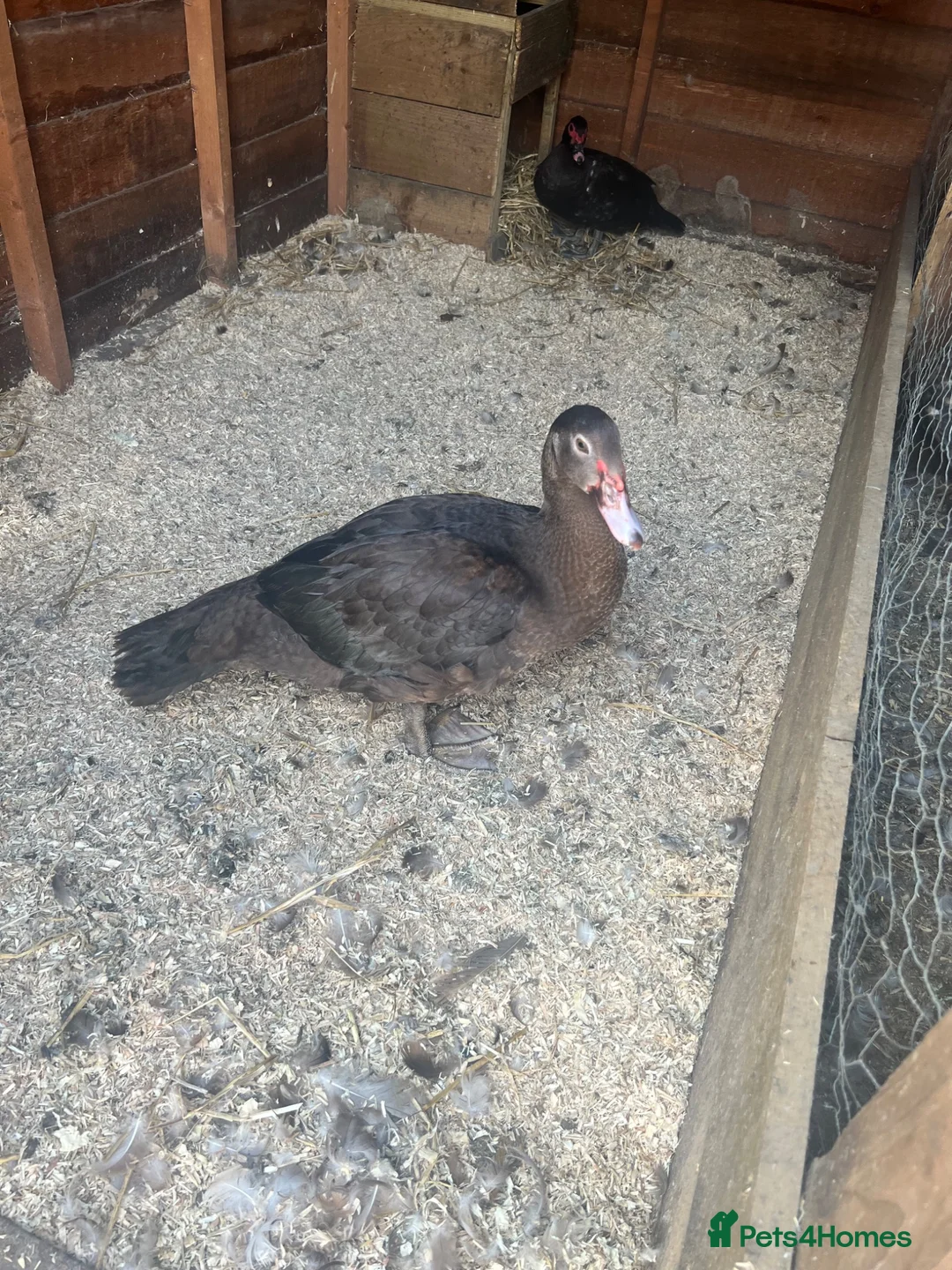 Ducks poultry for sale: Muscovy Breeding Trio - Unrelated  - Advert 2