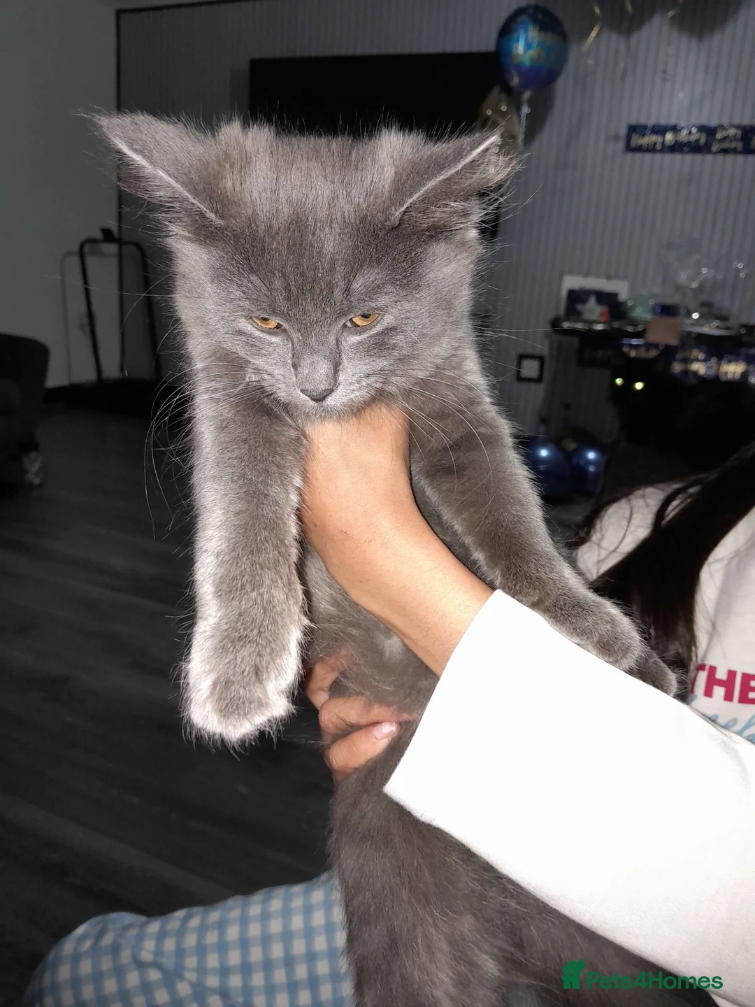 British Longhair cats for sale: Beautiful 15week old kitten - Advert 5
