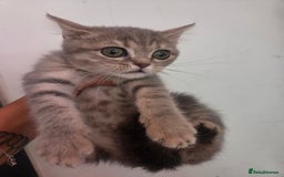 British Shorthair cats for sale: Amazing kittens ready to leave - Image 5