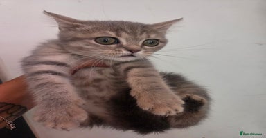 British Shorthair cats - Advert 5