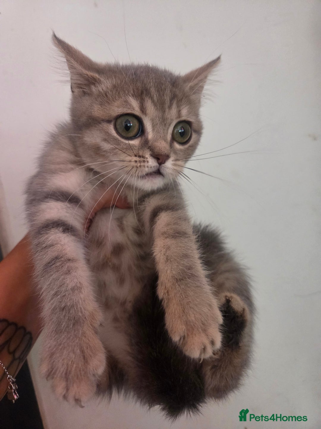 British Shorthair cats for sale: Amazing kittens ready to leave - Image 5