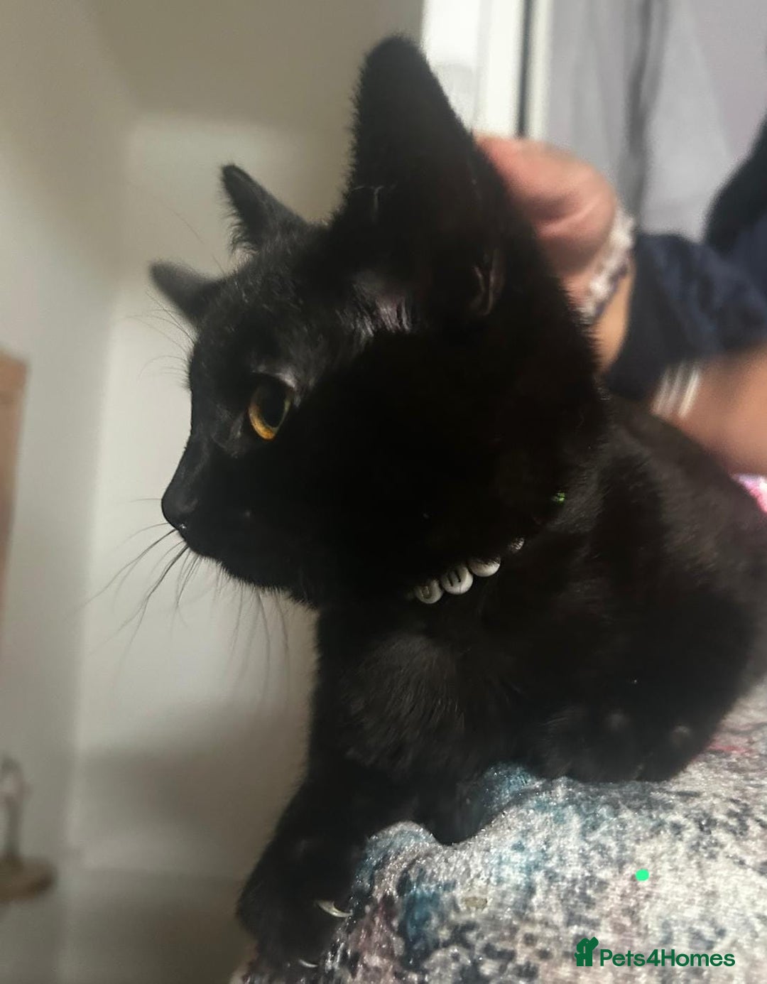Bombay cats for sale: 1 lovely,playful,friendly kitten left 😸✨️ reduced in London - Image 1