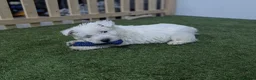 West Highland Terrier dogs for sale: West Highland Terrier puppies  - Advert 10