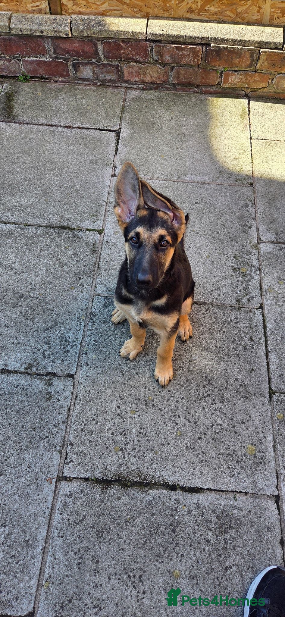 German Shepherd dogs 1 german shepherd puppy - Advert 1