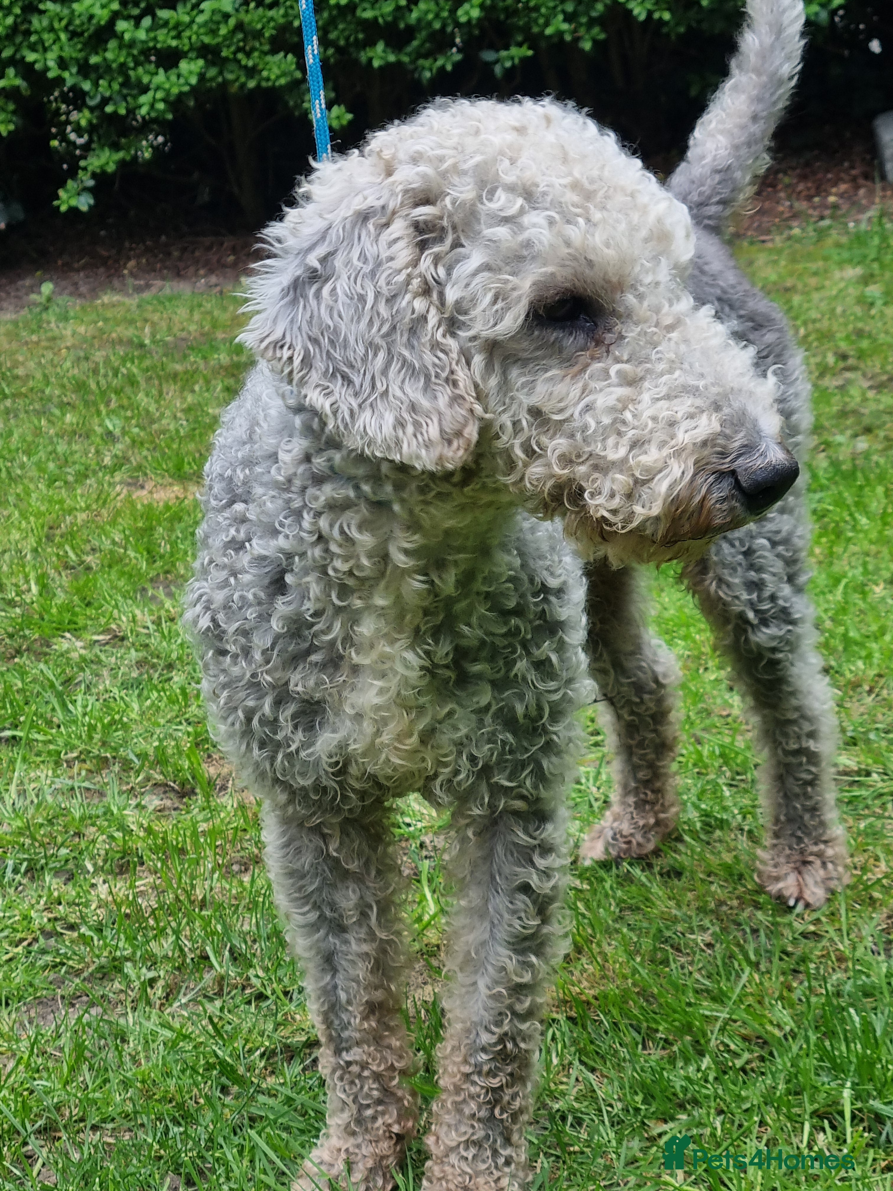 Bedlington Terrier dogs Bedlington terrier  bitch pup - Advert 2