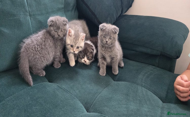 Scottish Fold cats - Advert 6
