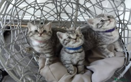 British Shorthair cats for sale: Stunning British Shorthair Kittens For Sale - Image 6