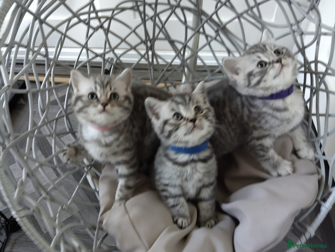 British Shorthair cats for sale: Stunning British Shorthair Kittens For Sale - Image 6
