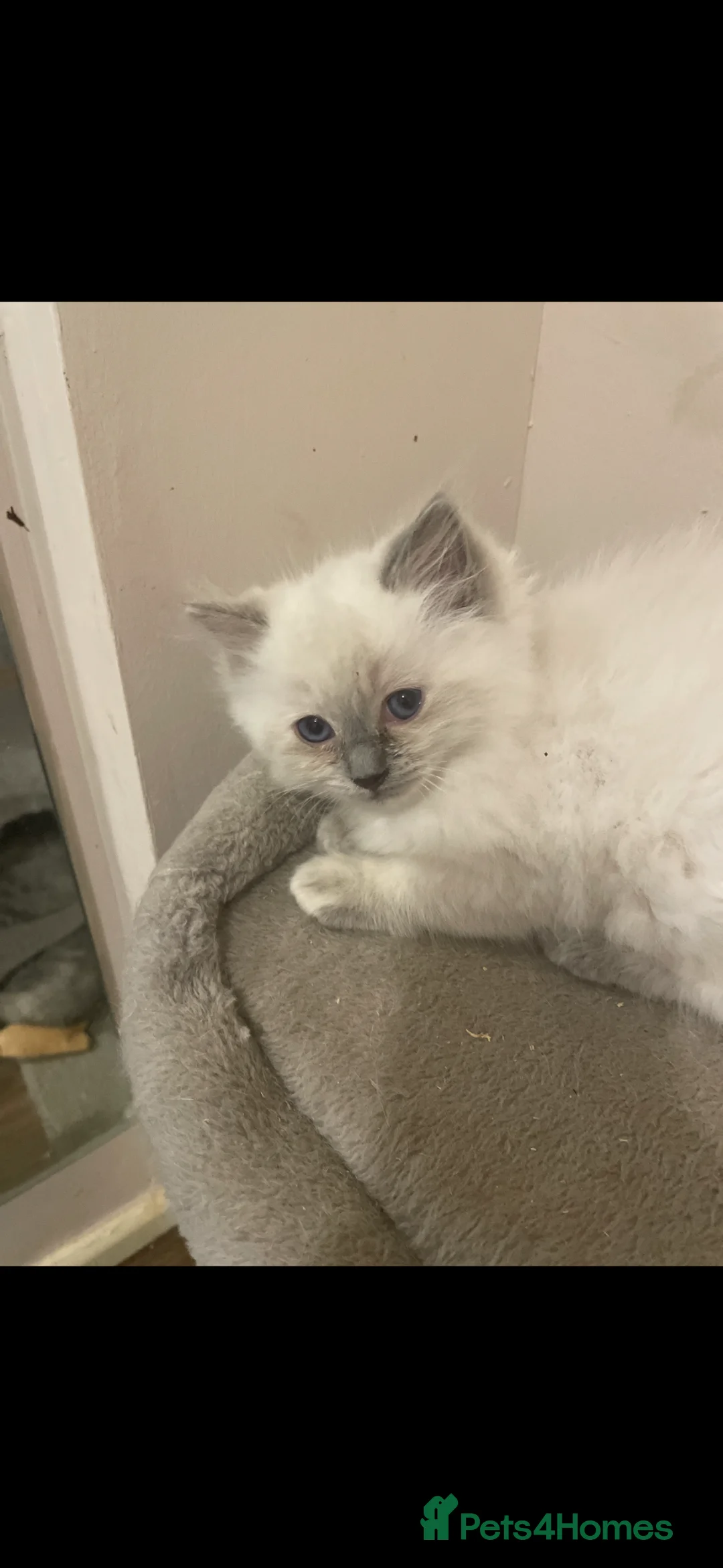 Ragdoll cats for sale: 3 baby ragdoll kittens  - Advert 7