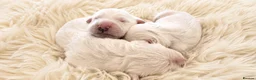Golden Retriever dogs for sale: Newmiller Retrievers - One Girl Avaliable - Advert 6