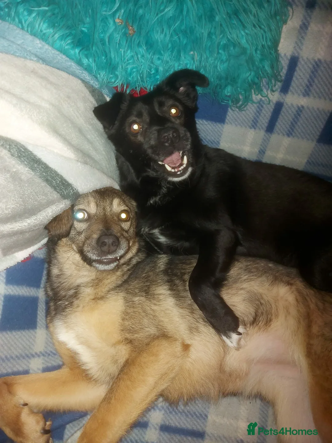 Mixed Breed dogs for adoption: BONDED PAIR: Spirit and Margot for adoption - Advert 10