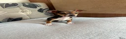 Jack Russell dogs for sale: Jack Russell Puppies in Malmesbury - Advert 3