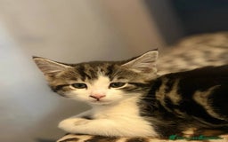 Bengal cats for sale: 2 beautiful Bengal mix - Image 1
