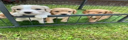 Cocker Spaniel dogs for stud: Lemon Cocker Spaniel for Stud in Gosport - Advert 5