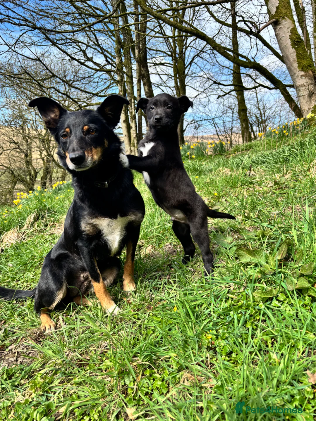 Mixed Breed dogs for sale: Kelpie X Collie Dog Pup - Advert 1